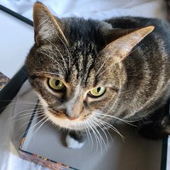 Goomba, a brown tabby cat, looking up at the camera