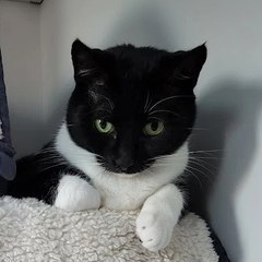 Hex, a black and white tuxedo cat, with her paws on a fleece blanket
